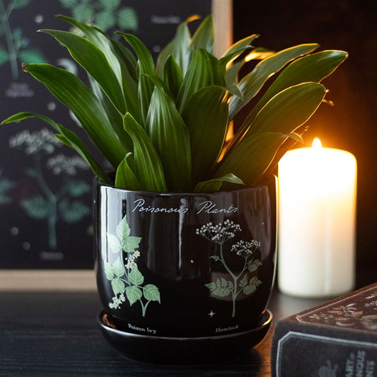 Poisonous Plants Plant Pot